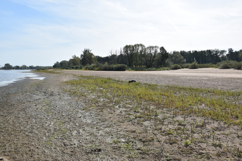At the beach of the river Elbe